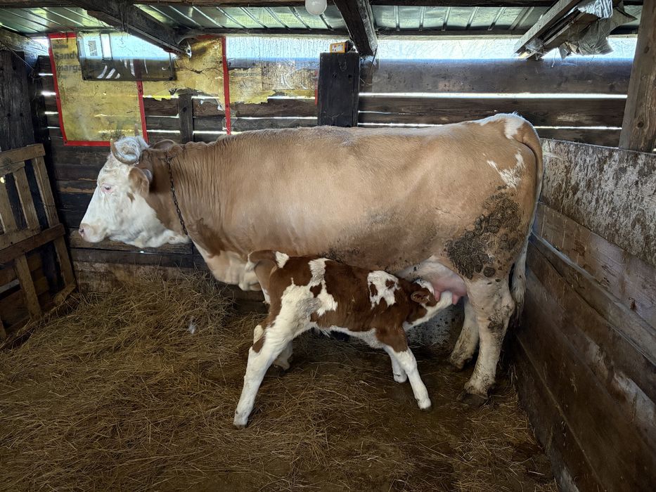 Vand vaca fatata de 2 zile cu tauras baltat