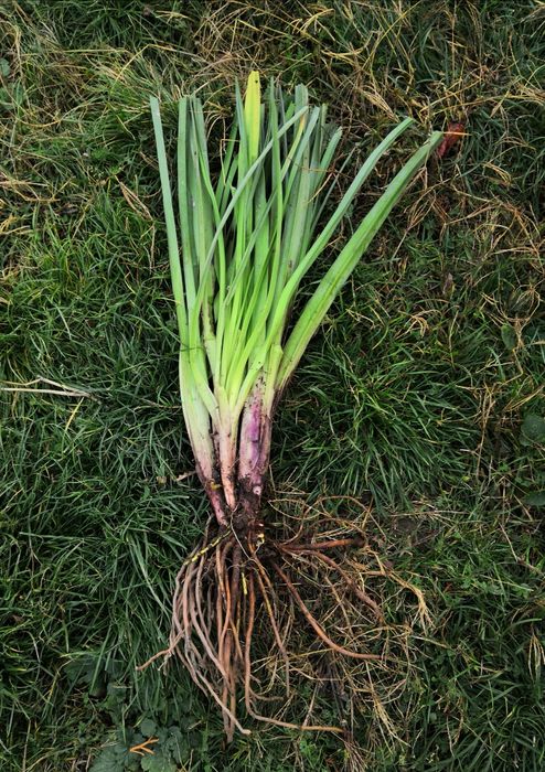 Plante perene - rezistente la îngheț