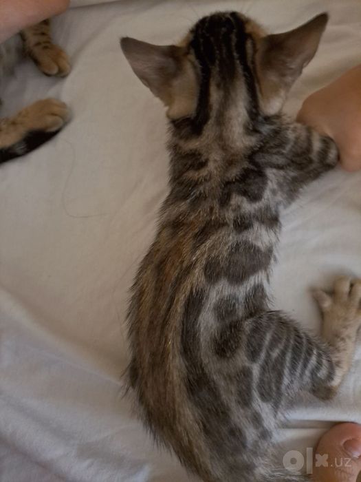 Bengal Mushuklari