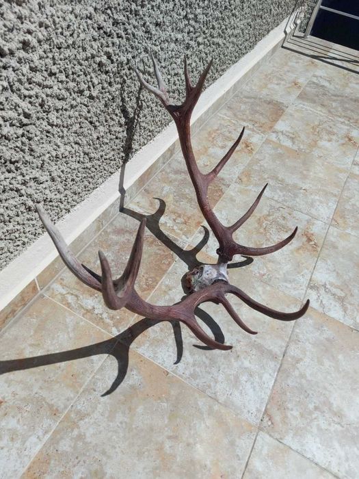 Продавам рога от благороден елен 1000евро