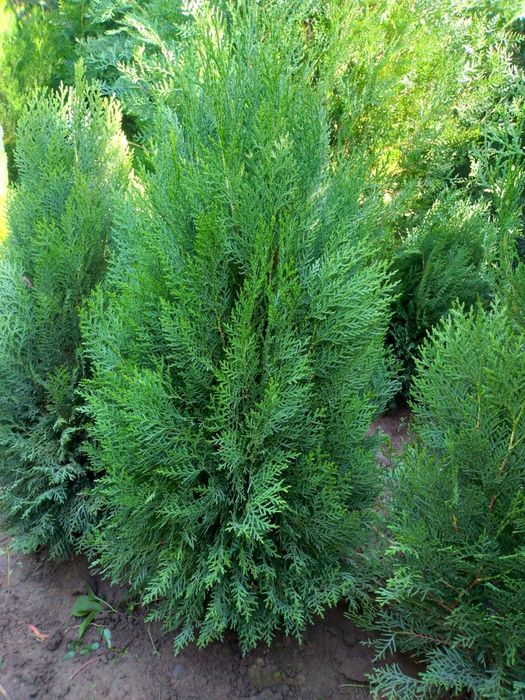 Туя арча кучатлар бор арзон нархларда