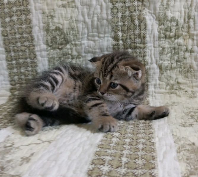 Симпатичный мальчик шотландский