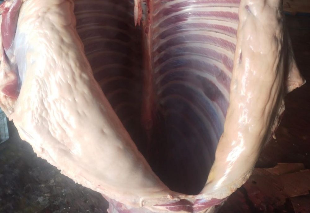 Жылқы еті,соғым жілік Халал