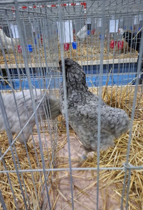 Oua incubat araucana