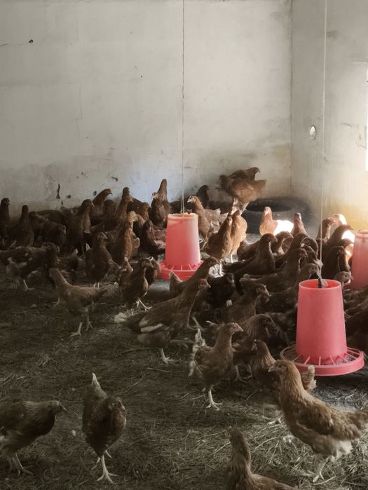 Куры ломан браун