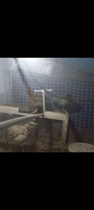 Продаётся куры и петух