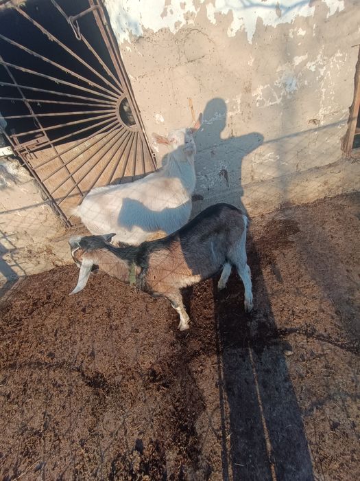 Орыс ешкі  и. Теке.