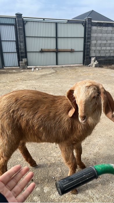 Камори битал коза