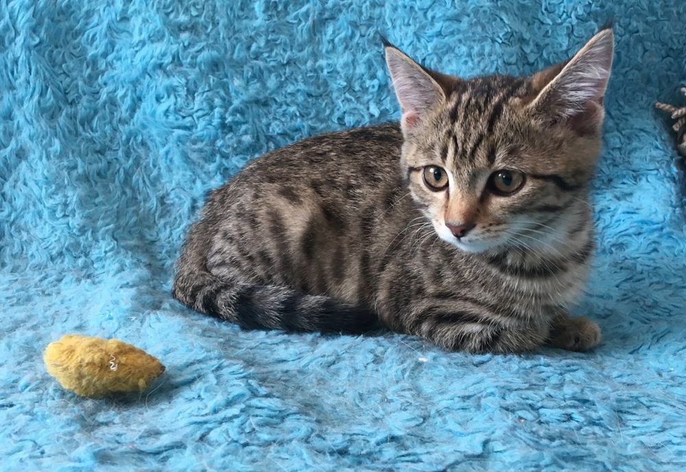 Отдается кошечка