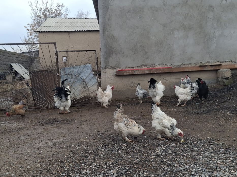 Срочна Продам Брама