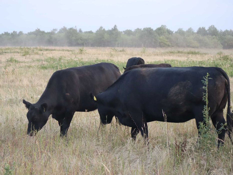 Vaci Black Angus cu pedigree