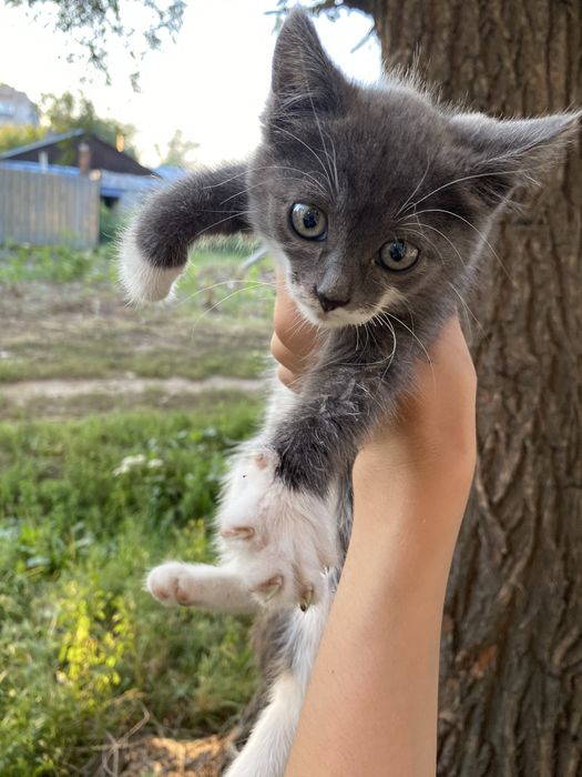 кошечка  маленькая