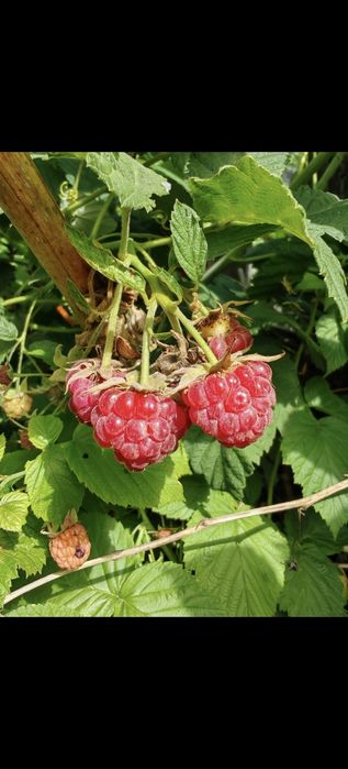 Продам дачу, общество Борки, Ост 2 Дачная