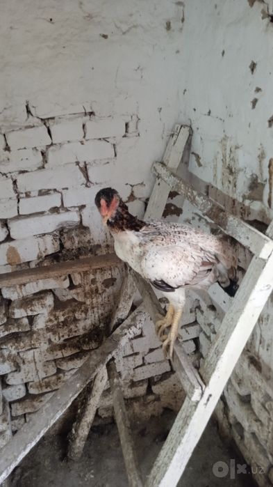 Продаются 2 дакяновские курицы