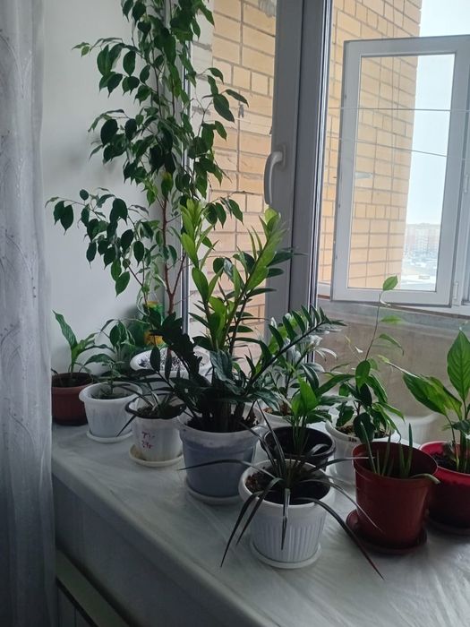 Продам цветы  комнатные