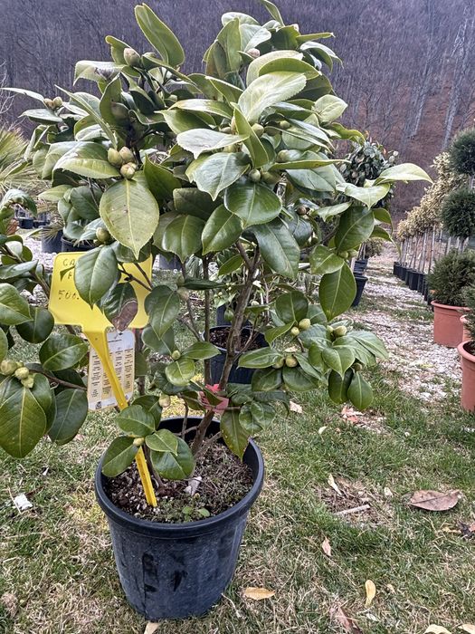 Camelia plante decorative