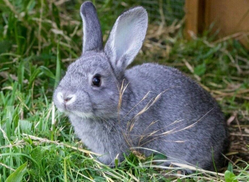 Куёнчалар сотилади