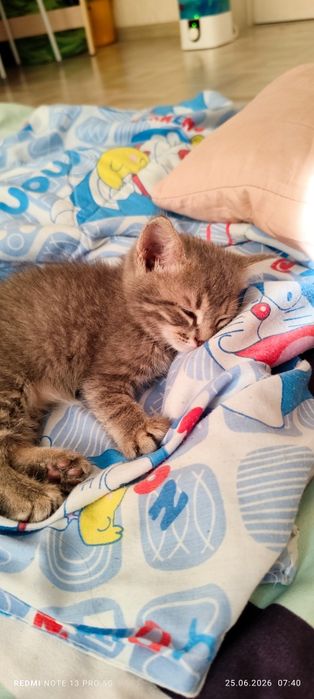Котенок даром. Бесплатно.