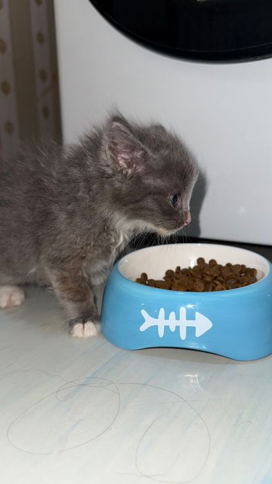 Котенок, только в добрые руки