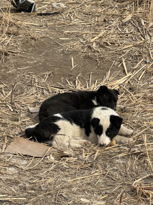 Псы, Собаки, Кушыктер даром