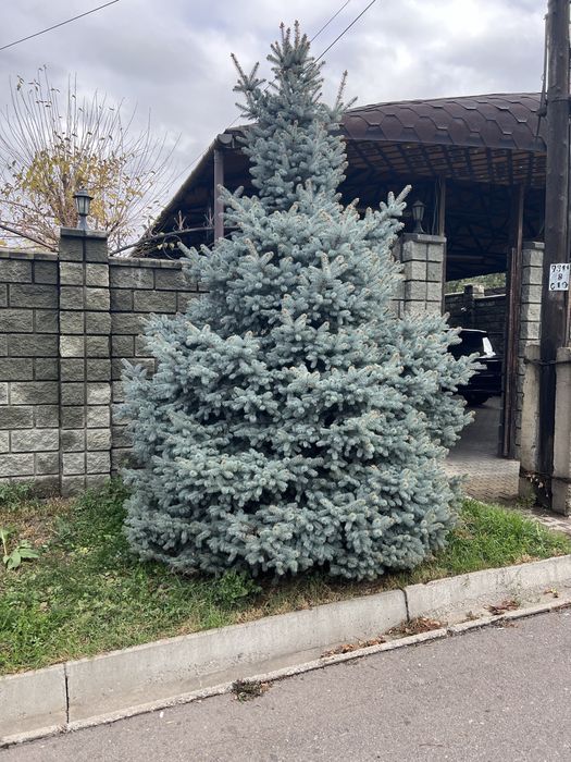 Продам голубые ель высотой от 4 м до 7 м