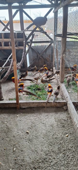 Fazani auriu pe rosu,pauni,struti nandu!