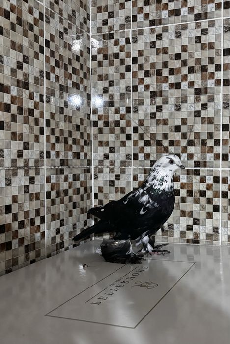 Голуби гульсар самец