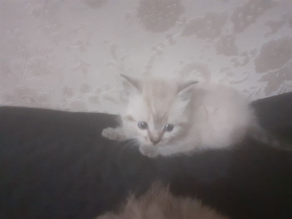 Продам шотландских котят.