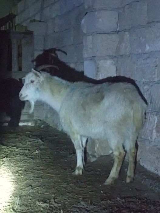 Ешкі бар сатылатын