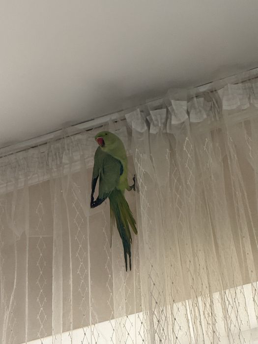 продаеться ожереловый попугай
