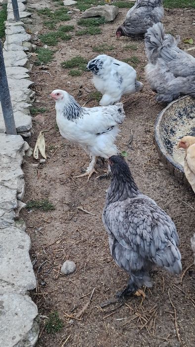Familii Brahma, pui si rate schimb cu gaste sau bibilici