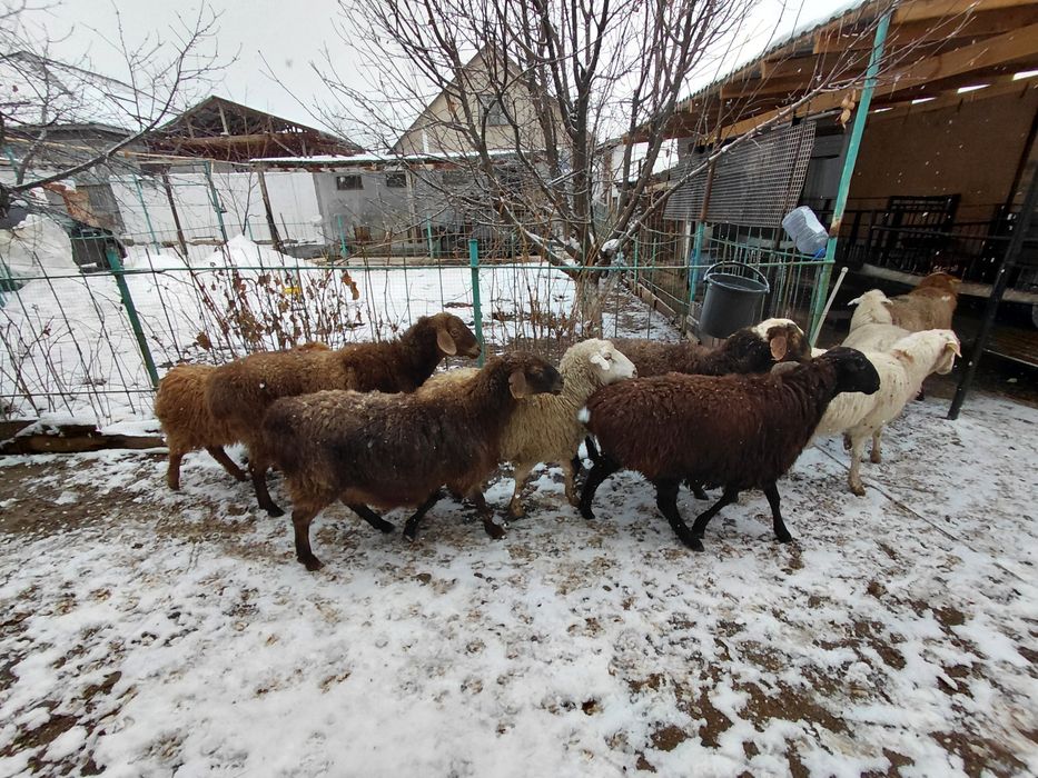 Кой. Токты сатылады