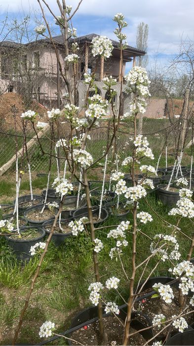 Pomi fructiferi columnari / pomi pitici