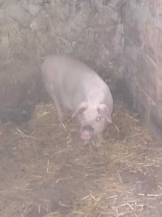 Прасе.                      .