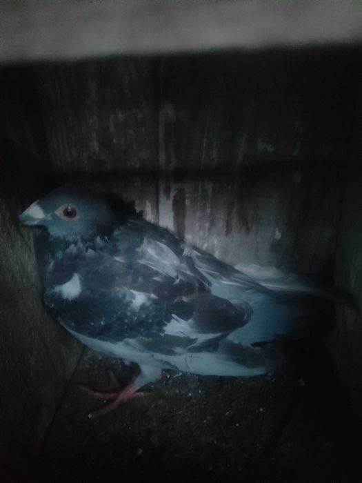 Vand porumbei voiajori