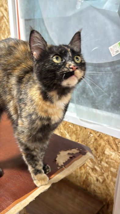 Молодая кошка черепахового окраса