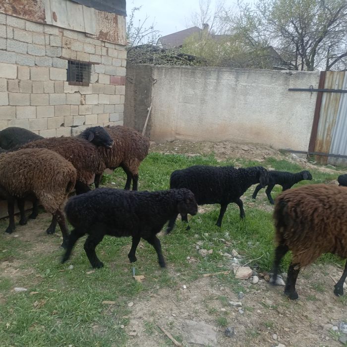 Қисары қозылы қой