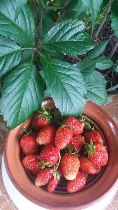 Продам дачу в с/о Борки