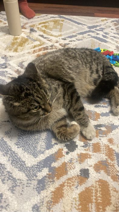 Отдам кошечку хорошим и добрым людям.