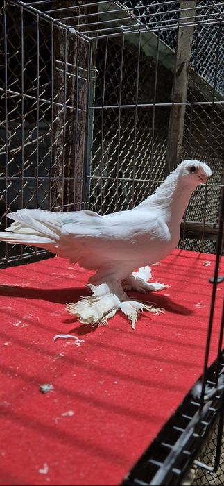 Белая голубкааааа