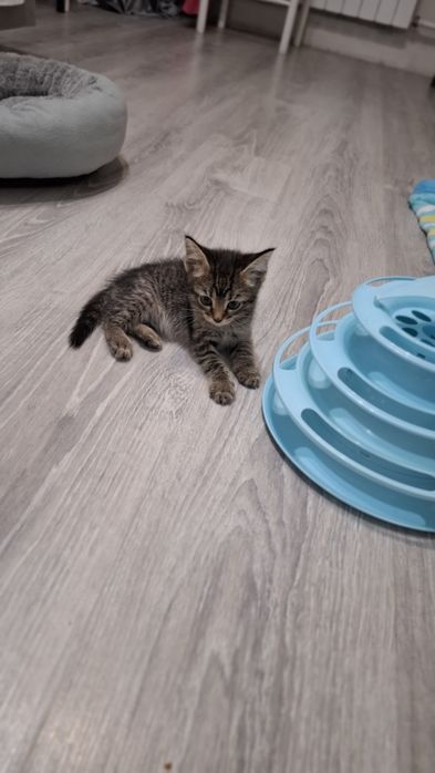 Отдам в Добрые руки  котят
