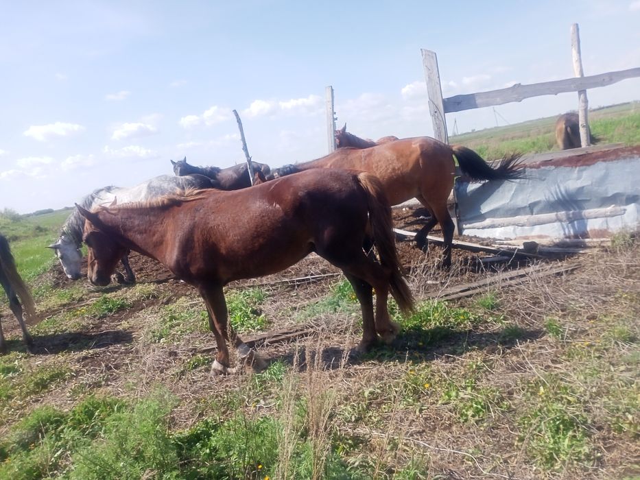 Продам лошадей кунан.