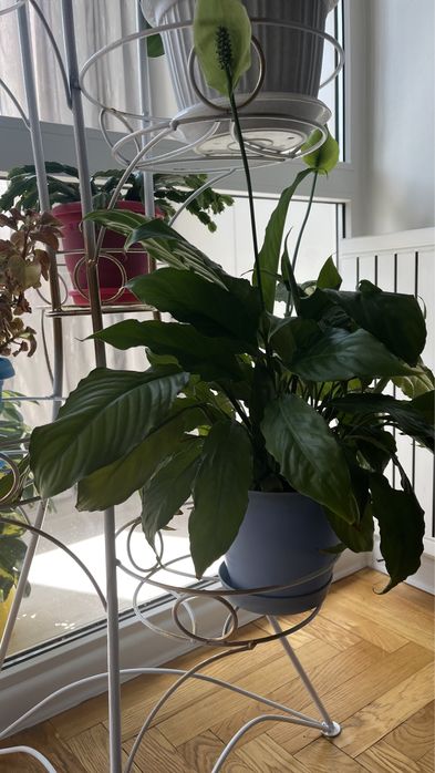 Комнатные цветы