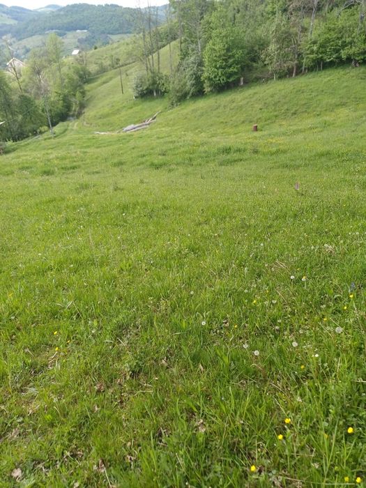 Teren de vanzare in Abrud jud Alba