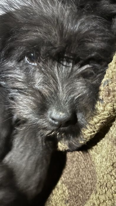 Ит,Собака Бесплатно