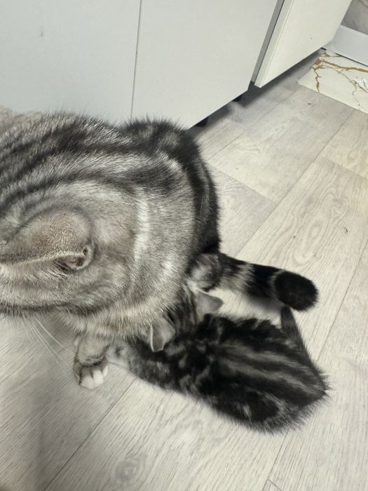 Кошка с катенком