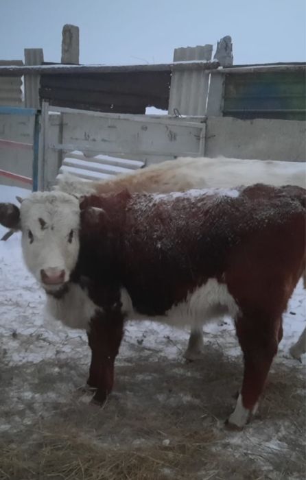 Продаю телочек !