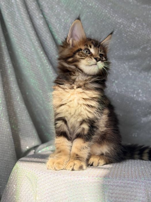 Шикарный котик Мейн-кун — 1.5 месяца