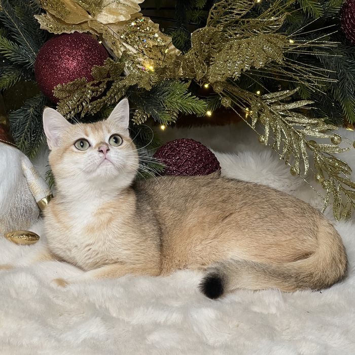 Продается девочка NY12