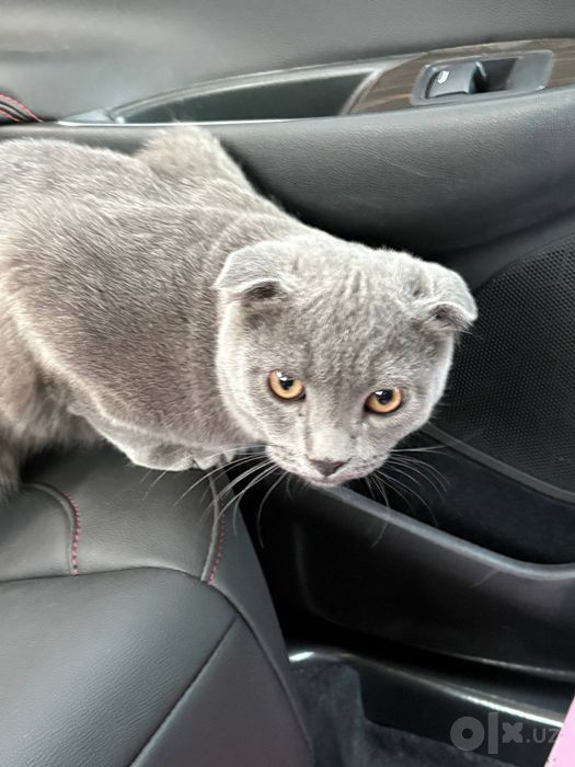 Продается котенок породы вислоухий